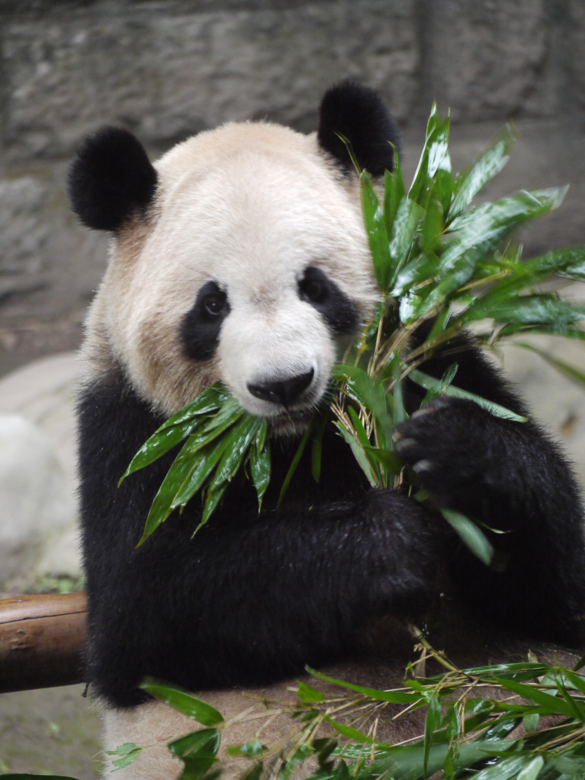 panda bear zoo usa