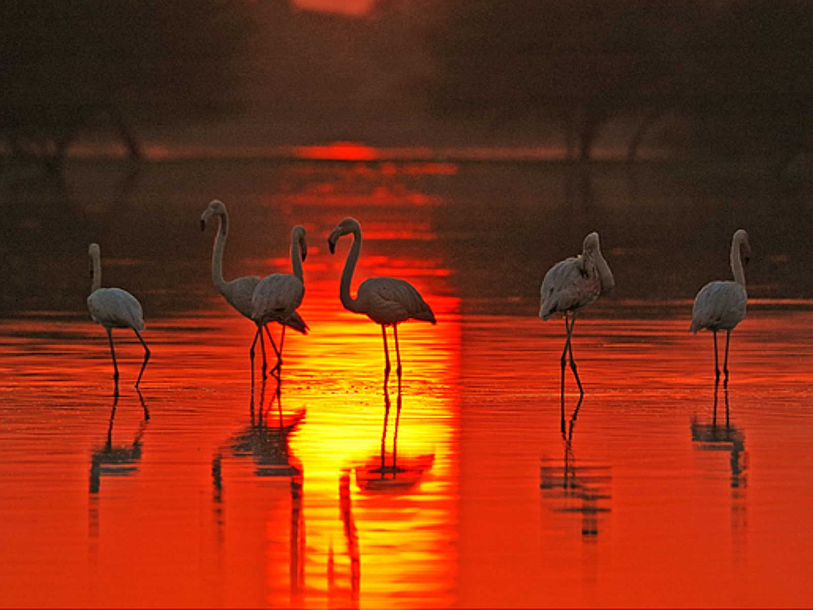 Фламинго на фоне заката