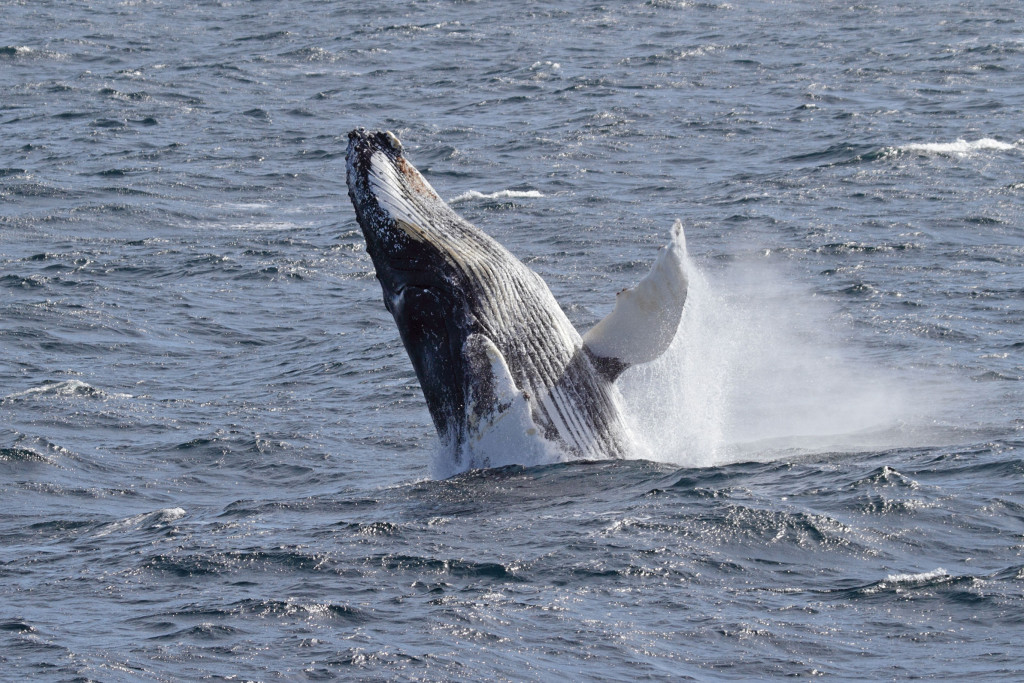 Whale Watching, a unique experience - The Golden Scope