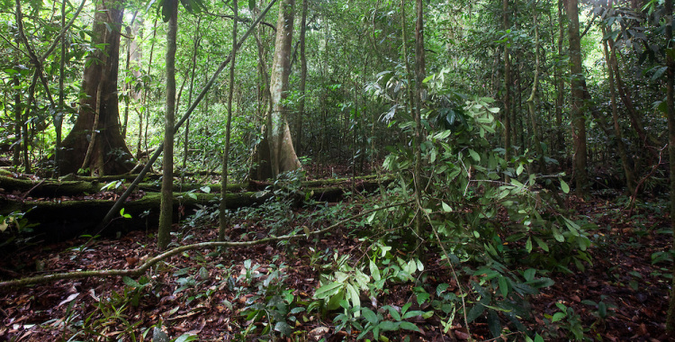 Discovering Tumucumaque National Park Amazon Brazil - The Golden Scope