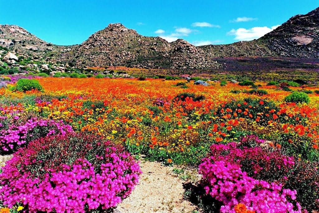 Best Time Of Year For Namaqualand Flowers at John Topete blog