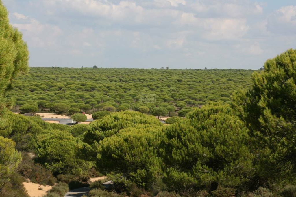 Donana National Park Andalusia Spain - The Golden Scope