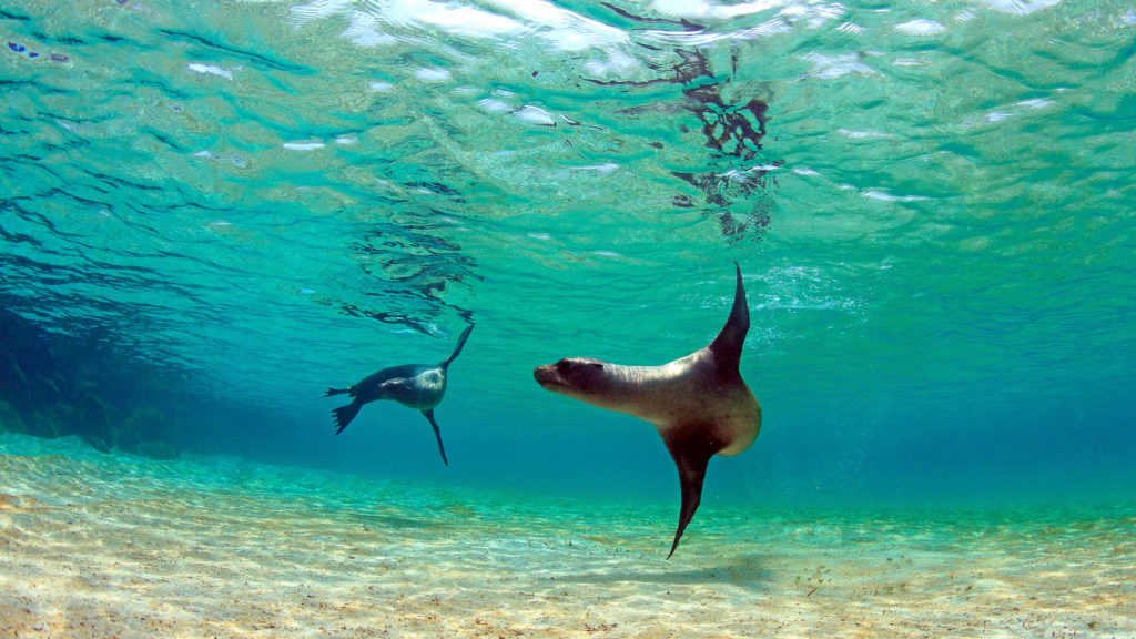 Isole Galapagos, paradiso ecuadoregno - The Golden Scope